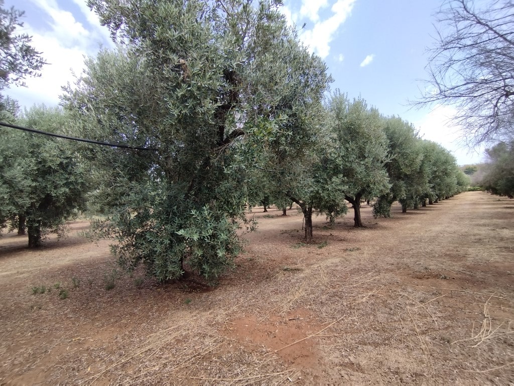 Giano Group Immobiliare